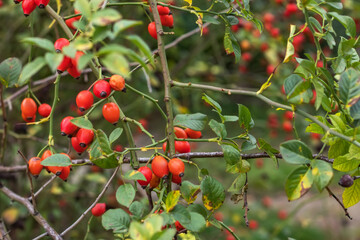Branches of ripe rose hips in the garden.