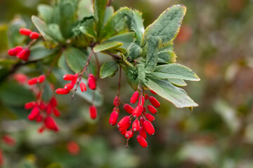 Barberry. Beautiful barberry in the garden. Berries of barberry. Photo background with barberry with fruits.