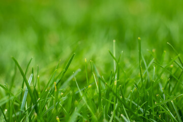 green grass background