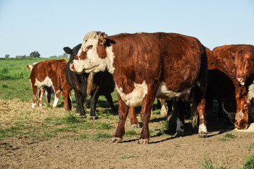 Cattle in Argentine Countryside, La Pampa ,Patagonia,  Argentine