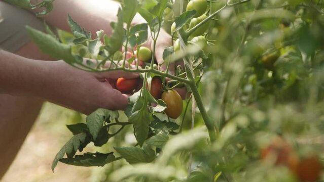 Beautiful close up of farmers hand harvesting and picking red ripe tomatoes from a plant on a sunny summer day. Slow motion with shallow depth, more tomato plants in the front and back. 4K