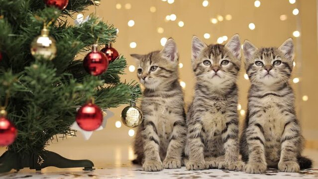 Three gray striped kittens are sitting amicably in a row next to the Christmas tree