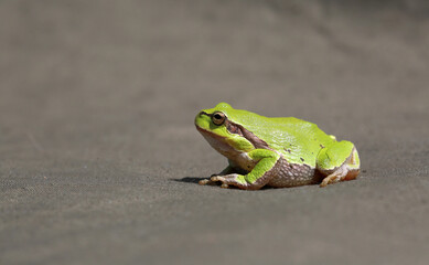 Close-up of a wild green frog on a gray background
