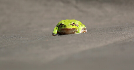 Close-up of a wild green frog on a gray background