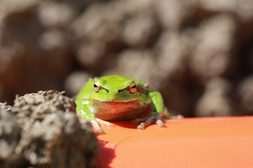Close-up of a green frog in nature