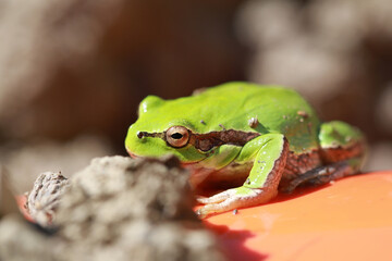 Close-up of a green frog in nature
