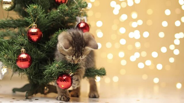 The funy cat plays with decorative red glass balls, next to the Christmas tree. Copy space