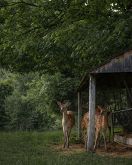 Deer set in the forest © Julia