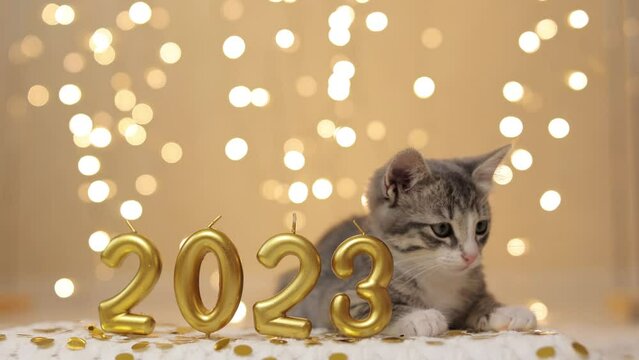 A Gray kitten sit next to the figures of the new year 2023 on the background of the lights of the Christmas garland