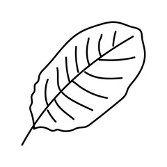 calathea tropical leaf line icon vector illustration