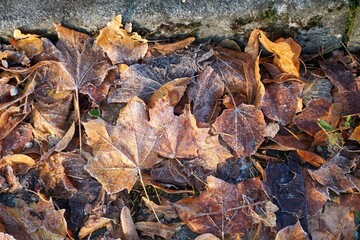 Trockene mit Raureif bedeckte braune Laubblätter auf Straße vor Bordsteinkante bei Sonne am Morgen im Herbst