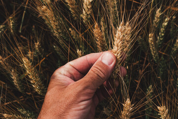 Farm worker examining ripening ears of wheat in cultivated field, closeup of male hand touching crops