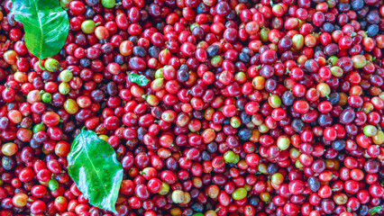 Close up of fresh red raw berry coffee beans and .Coffee leaves