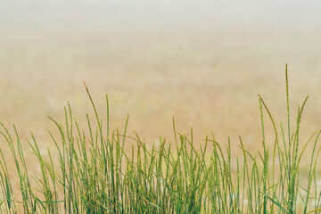 Grass area in foggy morning at Zlatibor