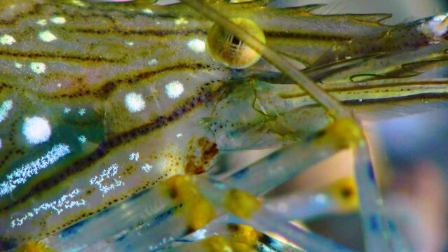 Close-up of a shrimp head with compound eyes Nutrition of Prawn (Palaemon elegans), Black Sea