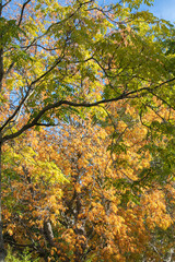 autumn colored fall tree leaves