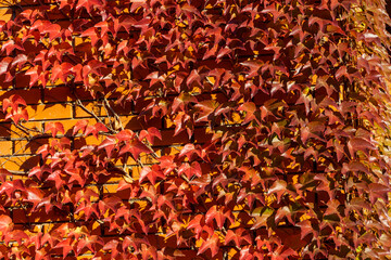 Close-up of red and golden colorful Parthenocissus tricuspidata 'Veitchii' or boston ivy. Grape ivy, Japanese ivy or Japanese creeper leaves covered wall as natural background.