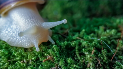 A big snail crawls on the moss close up Lissachatina fulica