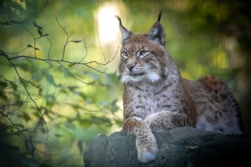 Tuinposter Lynx closeup of a lynx lying on rocks in a forest
