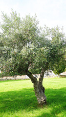 Olive tree in a garden in Altafulla, Catalonia, Spain, Europe