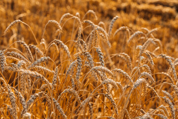 Close up of ripe wheat ears. Beautiful backdrop of ripening ears of golden field.