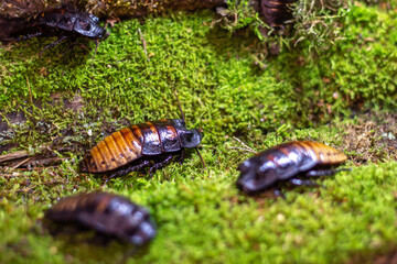 A some big cockroach sits on the moss in close-up
