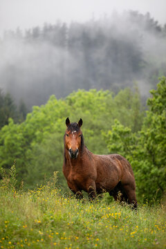 vertical photograph of an adult brown horse in a field with a mountainous background of trees on a cloudy and rainy day, staring at the camera. beauty of the animal world.