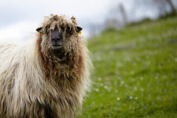 latxa sheep from the basque country looking at the camera. portrait in the countryside. rural life.