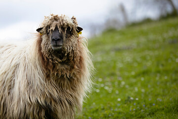 latxa sheep from the basque country looking at the camera. portrait in the countryside. rural life.