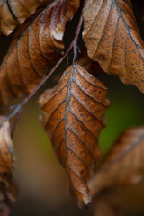 Dry brownish leaves of a beech tree (Fagus) in Palatinate forest Germany. Macro close up of monochrome rotting autumn foliage to be replaced in springtime. Warped leaves with delicate structure.