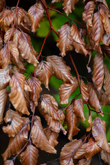 Dry brownish leaves of a beech tree (Fagus) in Palatinate forest Germany. Macro close up of monochrome rotting autumn foliage to be replaced in springtime. Warped leaves with delicate structure.
