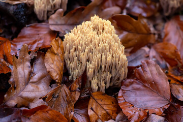 Salmon coral, beautiful clavaria, or yellow-tipped coral fungus „Ramaria formosa“ coming up in brownish wet autumn foliage in Palatinate forest. Macro close up of beige branched mushroom structures.
