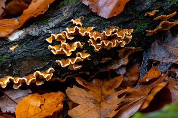 Stereum hirsutum or “false turkey tail“ and “hairy curtain crust“ is a fungus typically forming multiple brackets on dead wood. Mushrooms in wet undergrowth of autumn forest in Palatinate Germany. - obrazy, fototapety, plakaty