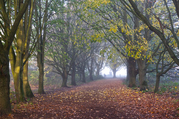 Naklejka premium Norfolk trees landscape in autumn, red golden leaves, trees and morning fog, calming relaxing nature walk