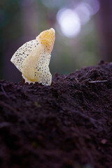 Mushroom in nature with bokeh background