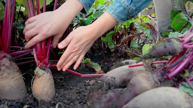 Woman's hands are harvesting organic beets in her garden. Close-up Slow motion