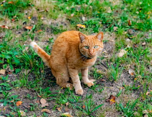 Naklejka na ściany i meble Red cat close-up on the background of green grass in summer