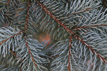 Naklejka na ściany i meble Belles branches de sapin bleu avec de superbes épines, fond magnifique pour Noël