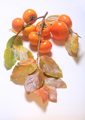 Persimmon fruits on a branch with leaves on a white background