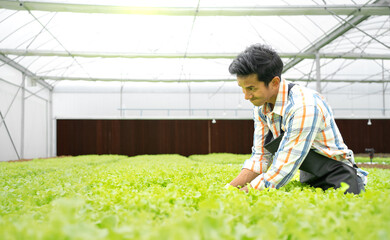 Asian man growing lettuce vegetable in hydroponic greenhouse small agriculture farm business. Male gardener proudly cultivate organic plantation healthy food in urban garden. Water system horticulture