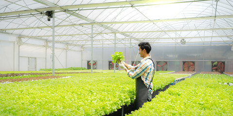 Asian man growing lettuce vegetable in hydroponic greenhouse small agriculture farm business. Male gardener proudly cultivate organic plantation healthy food in urban garden. Water system horticulture - obrazy, fototapety, plakaty