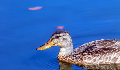 Mallard duck close-up on pond water in summer