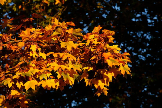 Ahorn (Acer ), buntes Herbstlaub an einem Baum, Deutschland © detailfoto