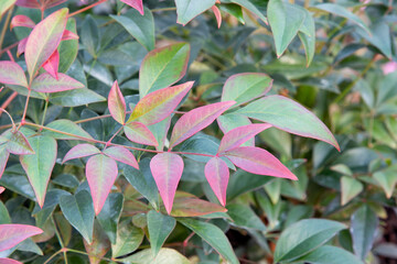 Sacred bamboo obsessed (Nandina domestica 'Obsessed')