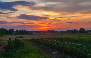 Naklejka na ściany i meble Landscape with sunset in the village in summer