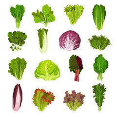 Set of different types of fresh leaves for salad. Culinary herbs for cooking cartoon vector