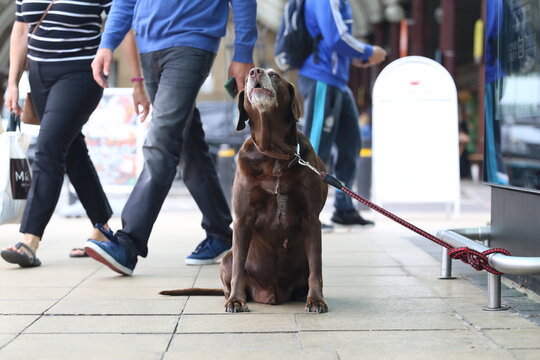 Chocolate Labrador Retriever Dog Barking On Leash Tie Out In The City With Walking People On The Background.