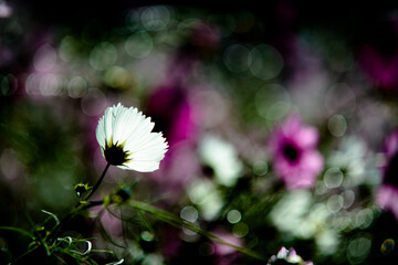 抽象画風・秋の花・コピースペース
