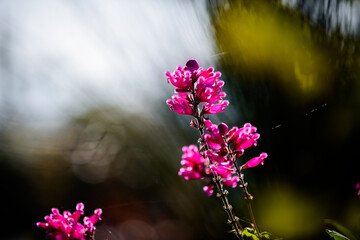 抽象画風・秋の花・コピースペース