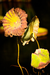 抽象画風・秋の花・コピースペース